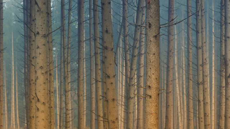 Vertical Forest
